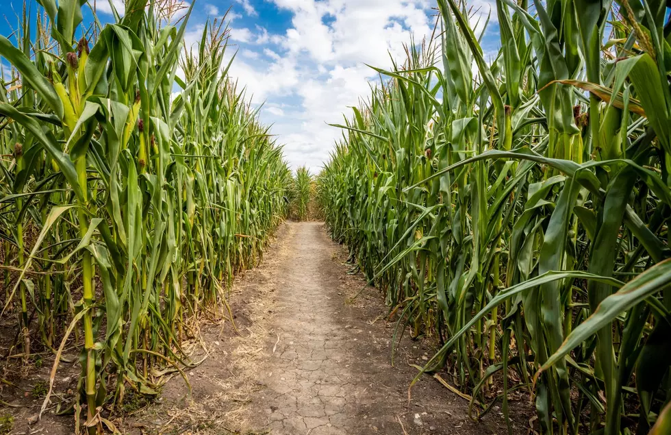 A West Michigan Favorite Just Revealed Their 2022 Corn Maze