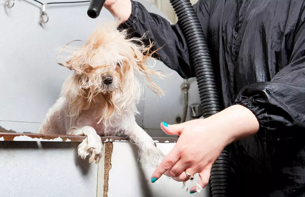 Ruff Times: Why Michigan Dog Owners Are Struggling To Find Groomers