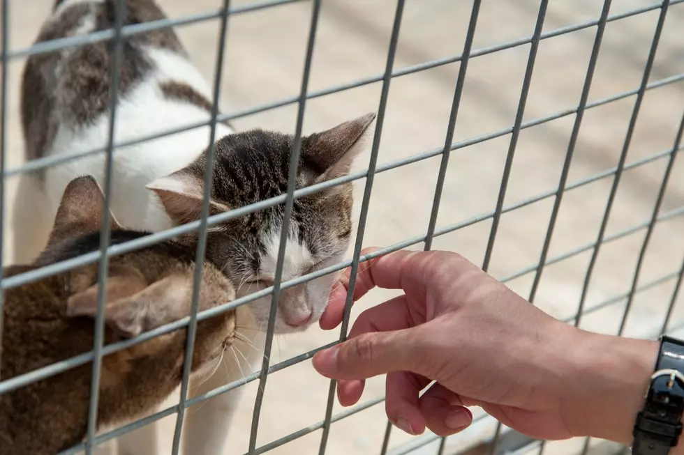 Kitty With No Eyes Up For Adoption at Humane Society of West Michigan