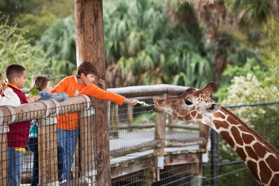 Take Your Kiddies To These 5 West Michigan Zoos for National Zoo Awareness Day!
