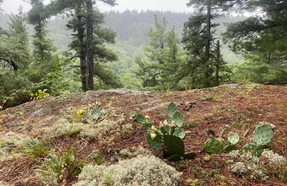 Fact or Fiction: Michigan Has Not One, But Two Native Cactus Species