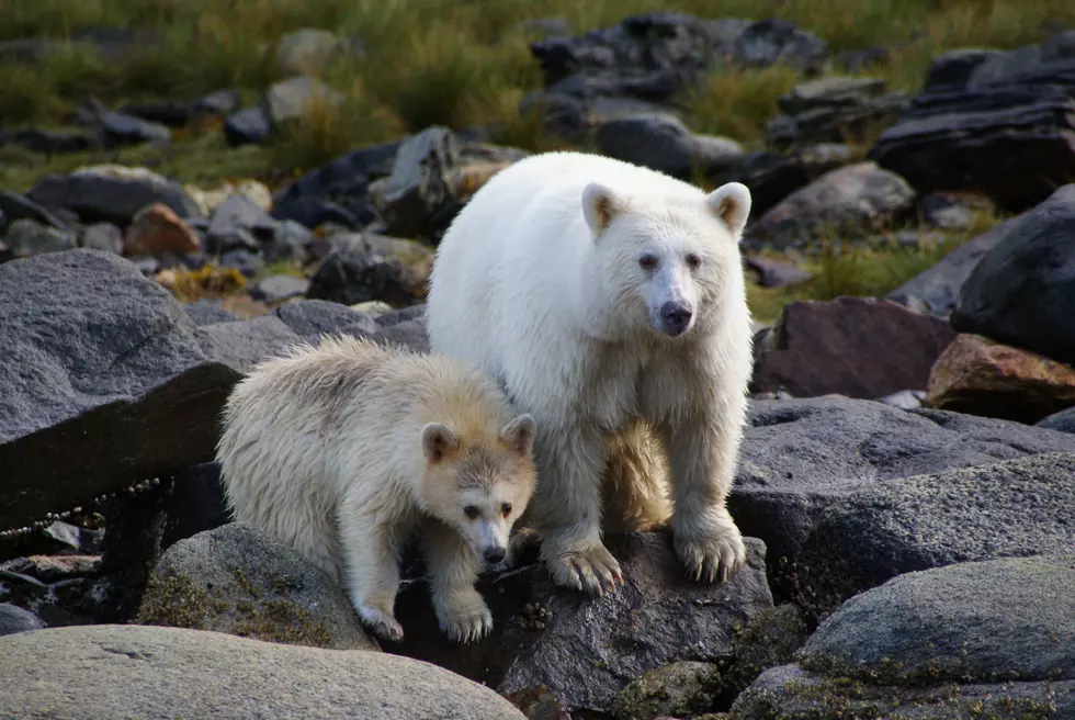 White ‘Spirit Bear’ Discovered Roaming in Michigan
