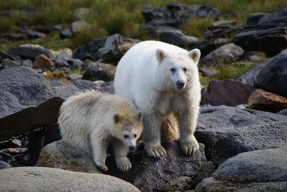 White &#8216;Spirit Bear&#8217; Discovered Roaming in Michigan