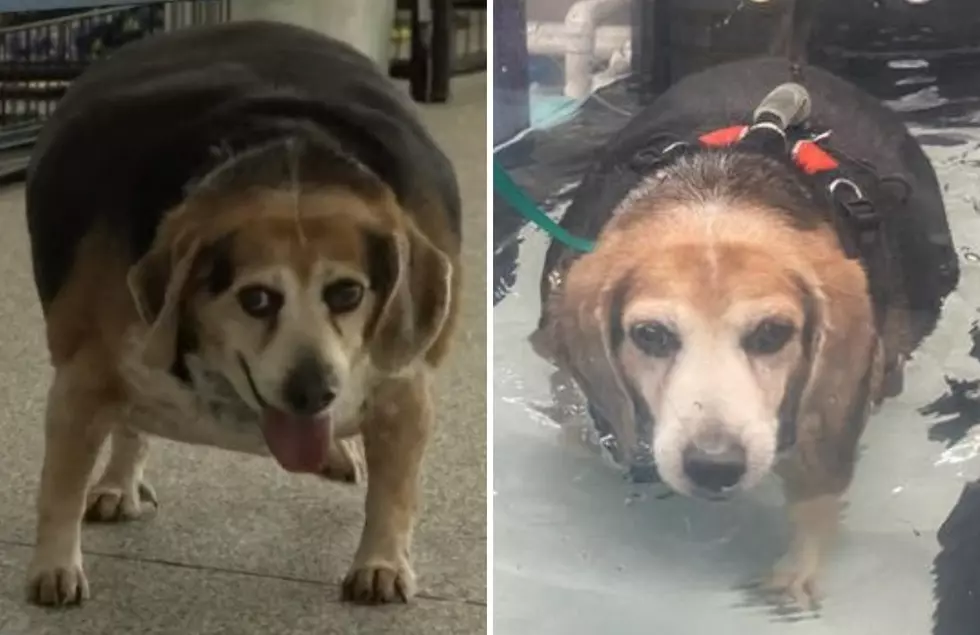 What A Good Boy: 96lb Beagle Rolo Has Lost 20lbs Since Being Adopted
