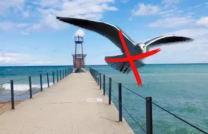 No, Michigan Doesn’t Actually Have Seagulls