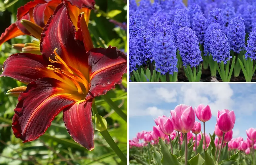 Think Spring Forward: 6 Plants And Flowers Should You Should Plant This Fall in Michigan