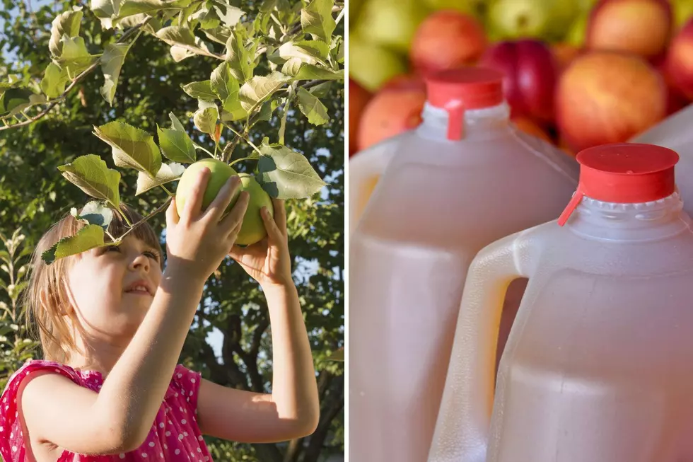 Michigan Apple Harvest Schedule Might Change Your Orchard Visiting Plans