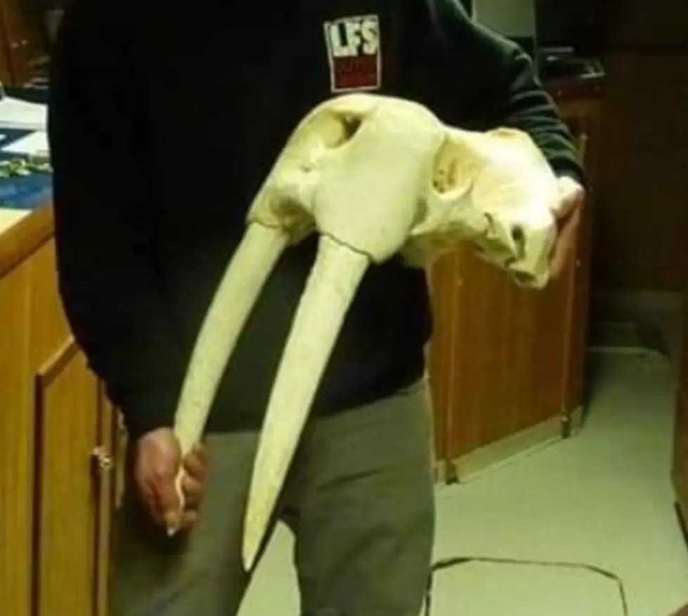 West Michigan Man Offers $500 Reward for Return of ‘Priceless’ Walrus Skulls