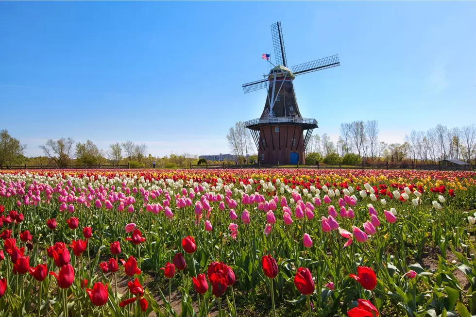 Win The Ultimate Tulip Time Experience in Holland With Sarah Evans Tickets