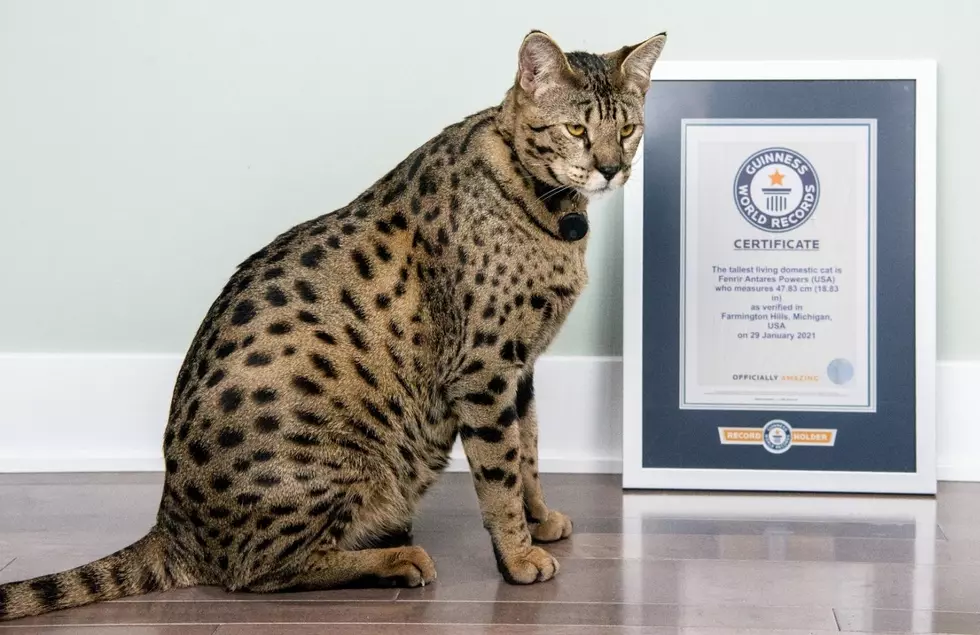 It’s Official: Michigan Is Home To The Tallest Living Pet Cat In The World!