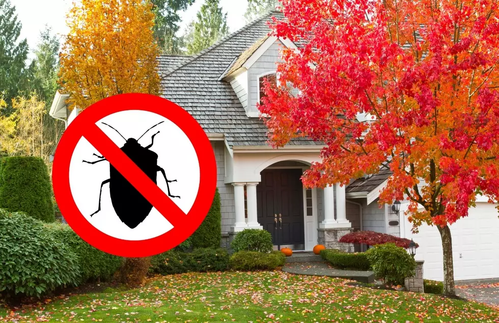 Stink Bugs Want In Your House This Fall, Here&#8217;s How To Deal With Them