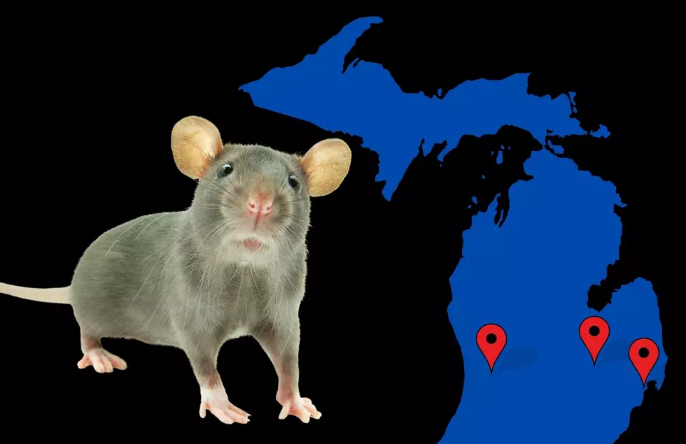 Call An Exterminator: Michigan Has 3 of The Top 50 Rattiest Cities In America