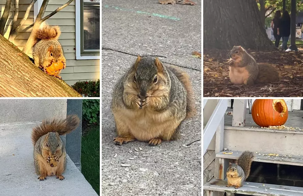 Chonk Alert: These Michigan Squirrels Have Definitely Not Missed A Meal