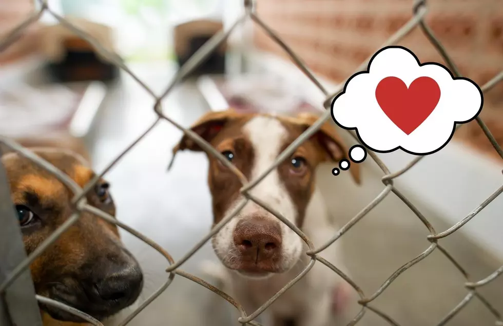 Pet Surrenders Hit An All Time High, Michigan Animal Shelters Need Your Help