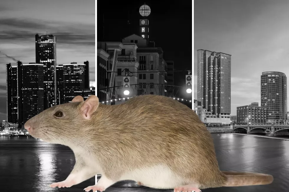 Grand Rapids, Detroit, And Flint Are The Most Rat Infested Cities In Michigan