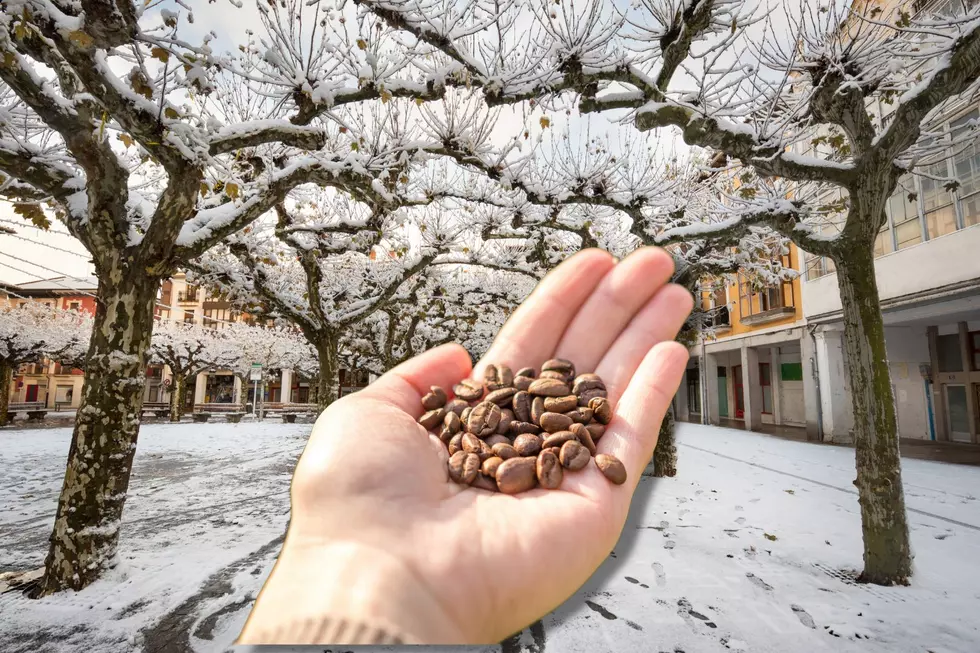 Why You Should Keep Your Coffee Grounds for This Michigan Winter