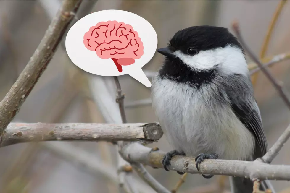 This Michigan Bird Grows Its Brain To Survive The Winter