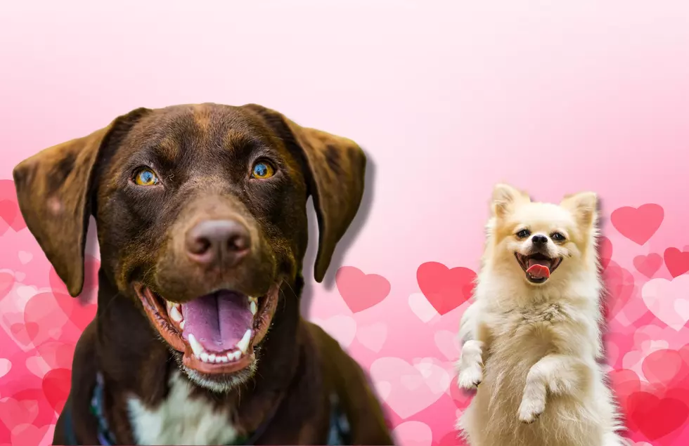 Leave Their Tail Wagging With an Adorable ‘Doggie Gram’ this Valentine’s Day
