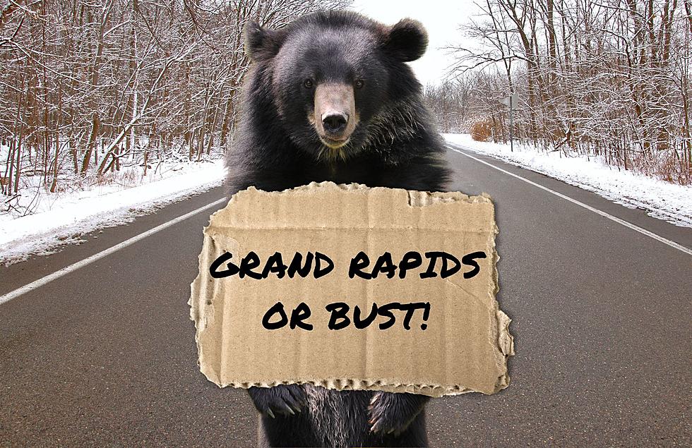 With The Rise In Black Bears In Michigan Could We See Them In Grand Rapids Soon?