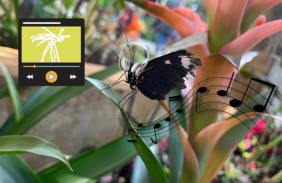 Grab Your Airpods: The Perfect Playlist For The Butterflies Are Blooming Exhibit At The Frederik Meijer Gardens