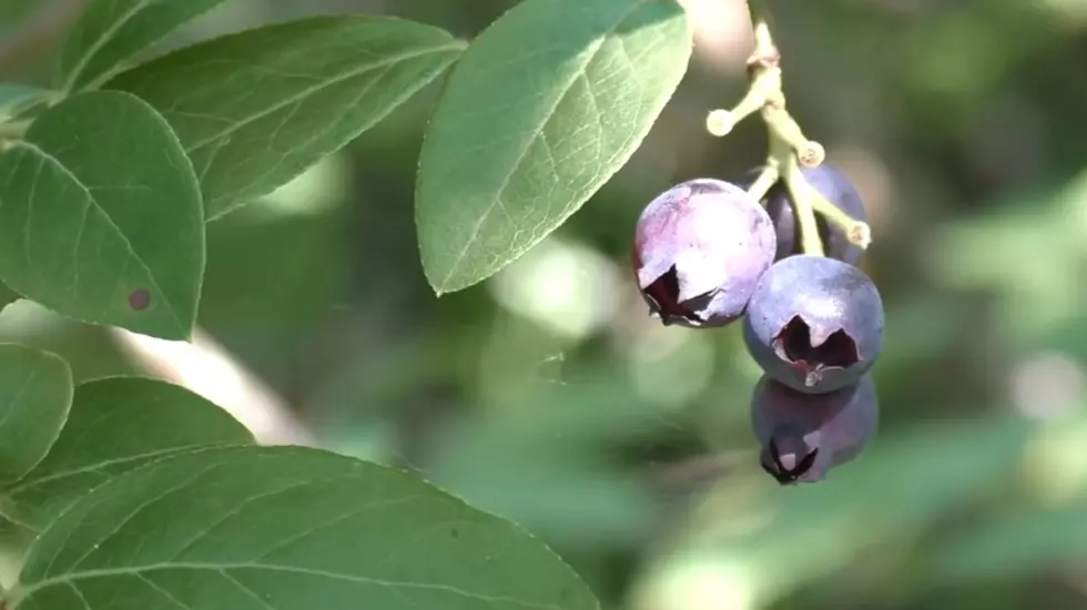 Credit: Forager Phillips via YouTube