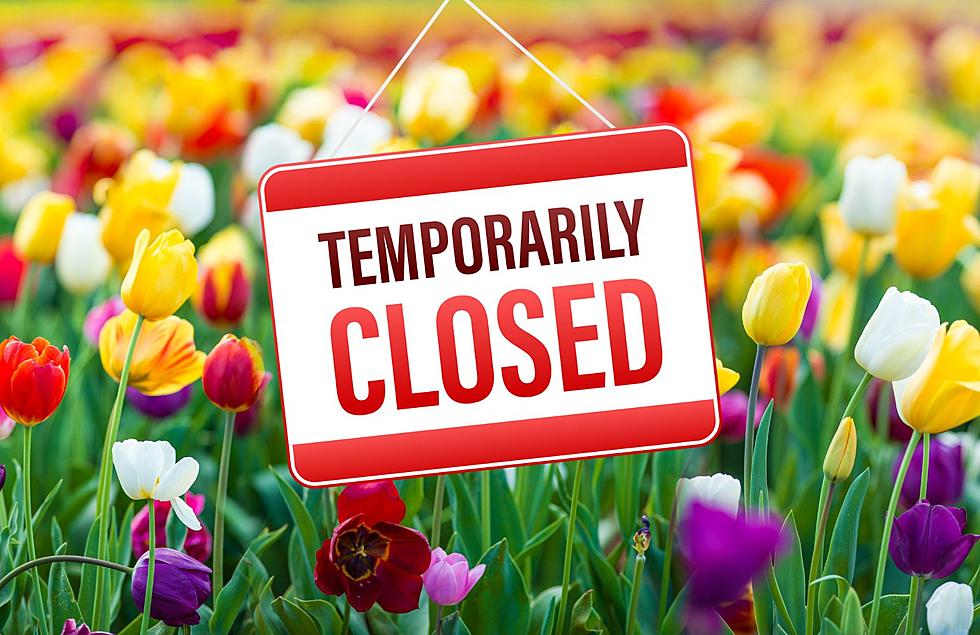 A Popular Tulip Time Attraction Is Closed To The Public Until Wednesday