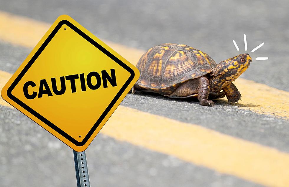 John Ball Zoo Urges Drivers to Be Alert for Turtles Crossing Roads This Spring
