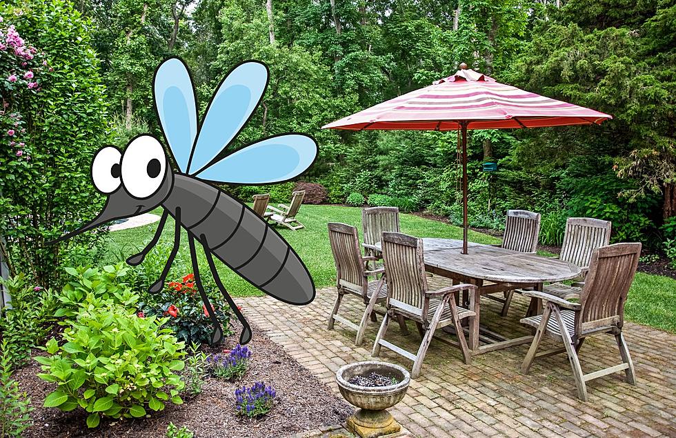 Experts Say This Is How To Deal With Annoying Michigan Mosquitoes