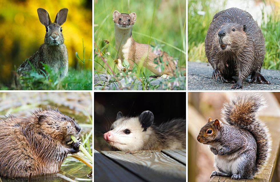 6 New Nuisance Animals Michigan Property Owners Can Kill Without A Permit