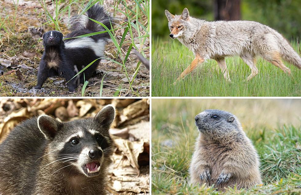The Michigan DNR Wants To Expand Its List of ‘Nuisance’ Animals