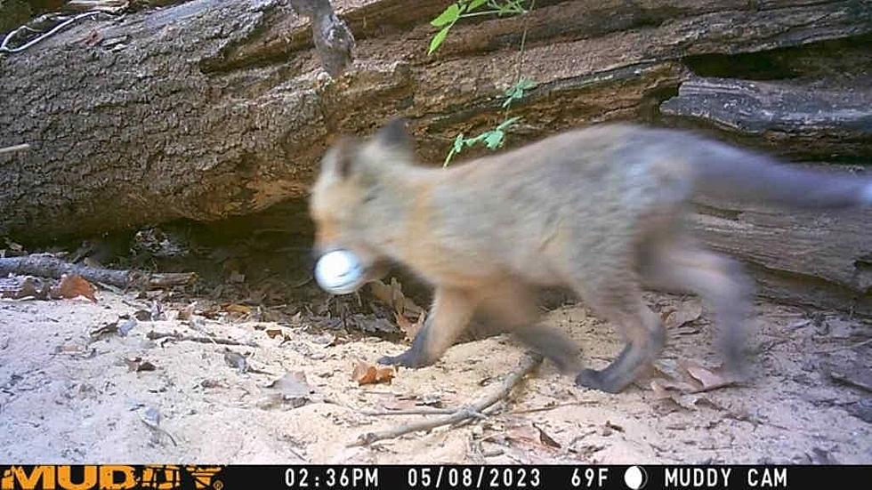 Photos: Meet Muskegon&#8217;s Cutest (Golfball) Thieves