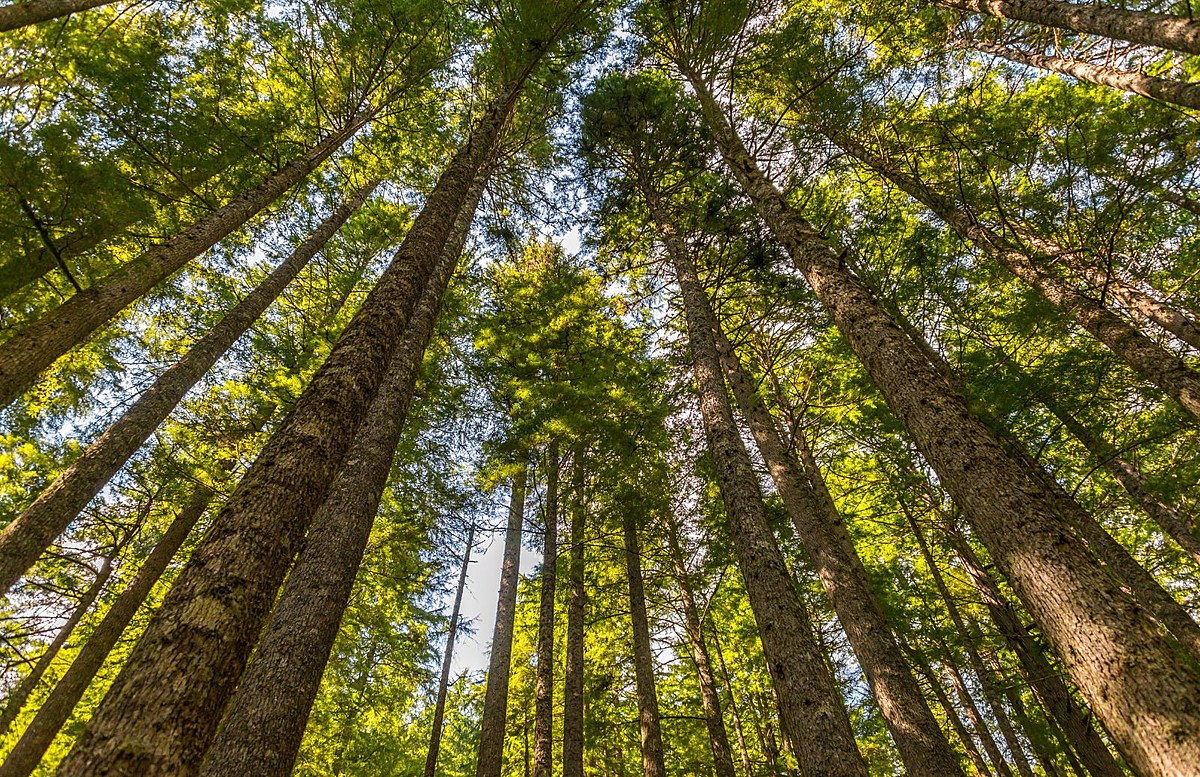Where Is Michigan’s Tallest Tree Located?
