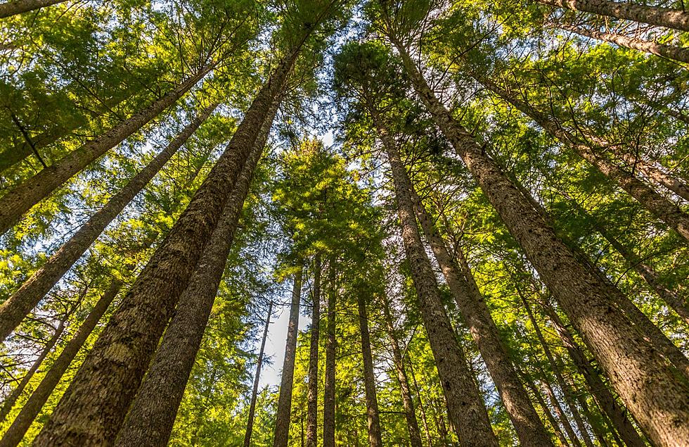 Where Is Michigan’s Tallest Tree Located? Two Places Claim To Have It