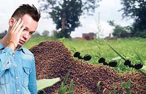 Ant Hills in Michigan: Why You Should Act Fast to Keep Your Home...
