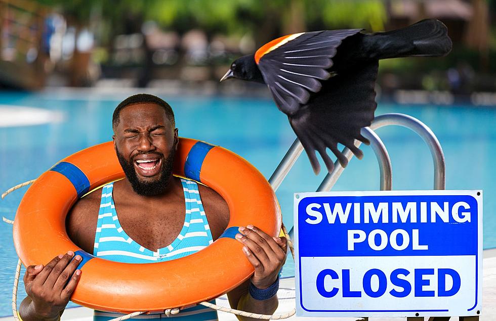 Birds Behaving Badly Have Shut Down This Michigan Pool