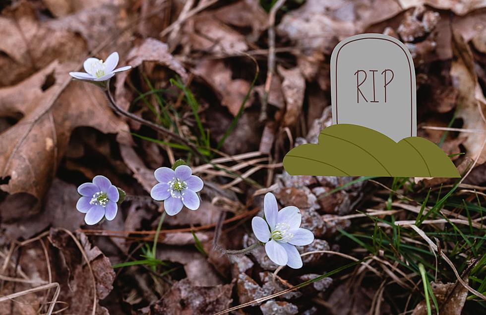 Did You Know That Michigan May Soon Have A Burial Forest?