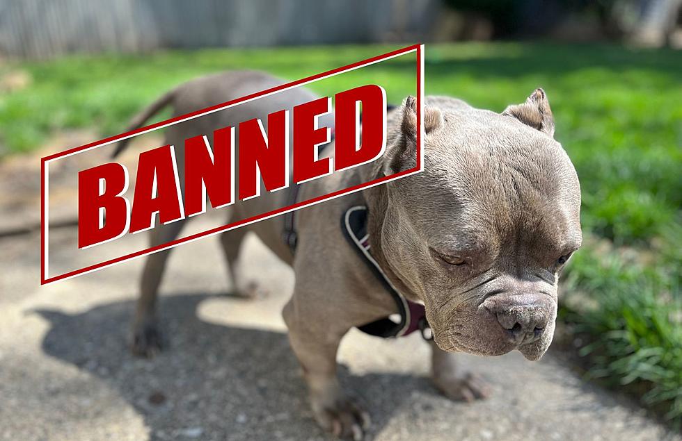Grand Rapids Business “Bullys” Owners By Banning This Dog Breed