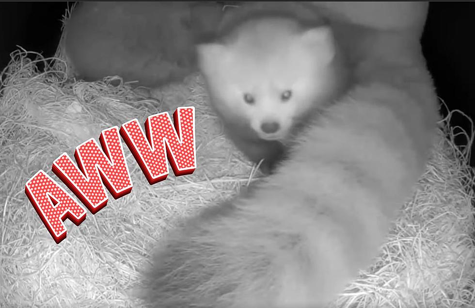 John Ball Zoo Shares Adorable New Video Of Baby Red Pandas