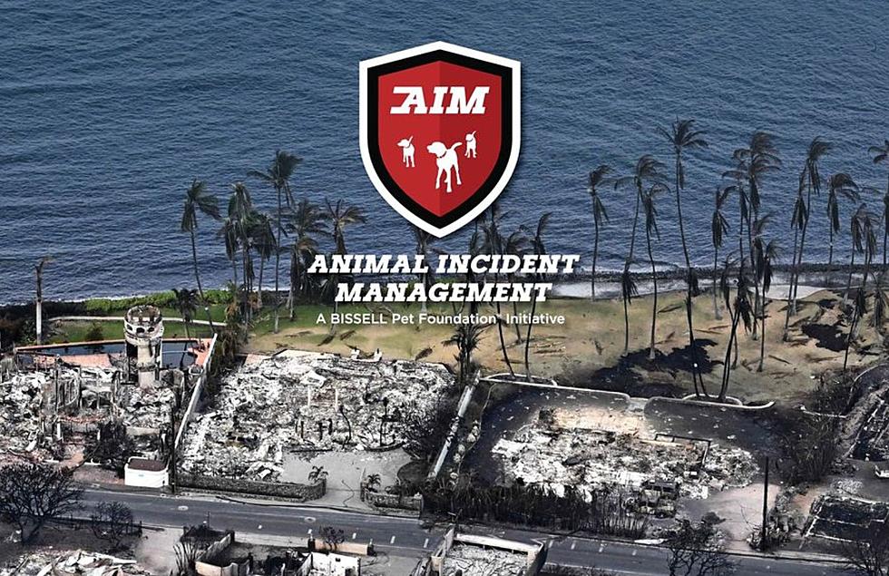 West Michigan Organization Heads To Maui To Help Pets After Devastating Fire