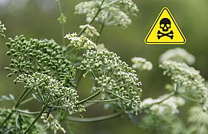 This Highly Toxic And Invasive Plant Has Been Found In Michigan