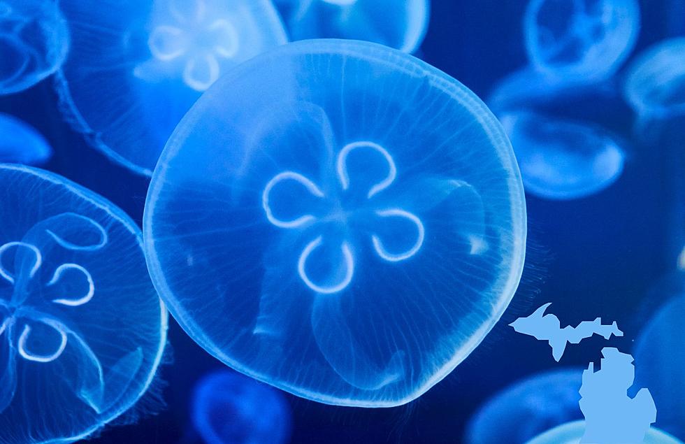 No Joke: Jellyfish Can Be Found In Michigan&#8217;s Freshwater Lakes And Streams