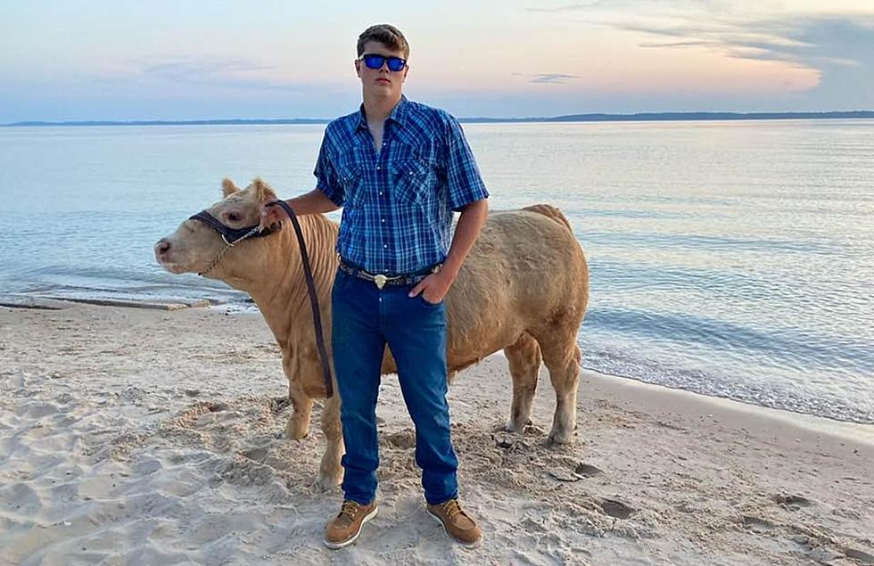 Udderly Ridiculous: Michigan Teen Brings His Cow To Lake Michigan