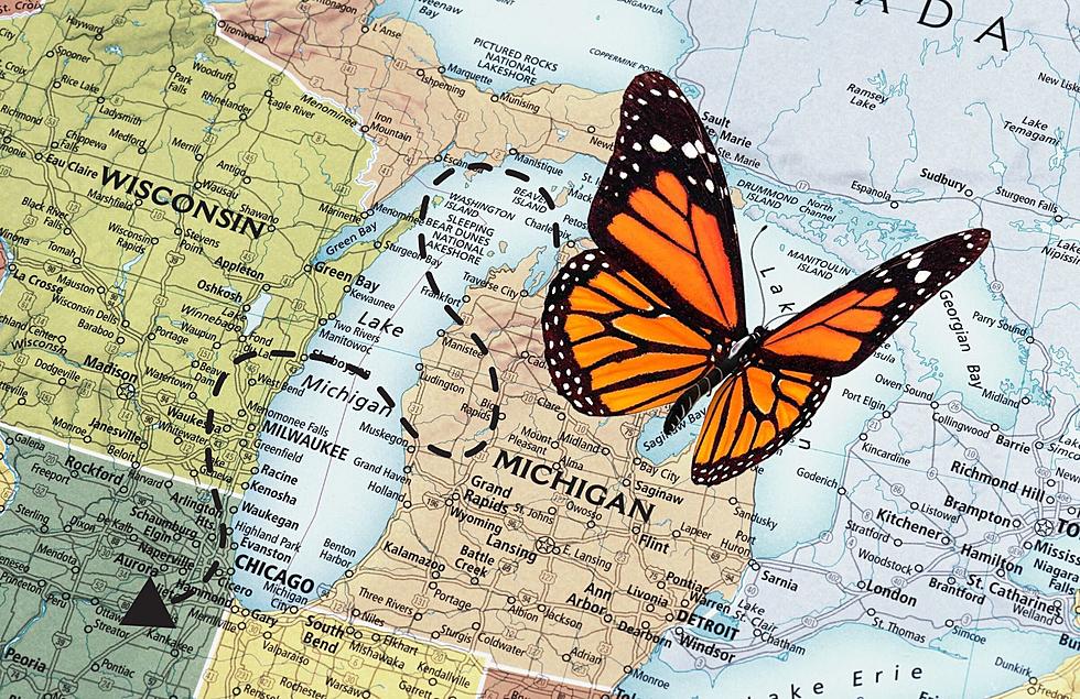 Track Your Own Monarch Butterfly This Weekend at the John Ball Zoo