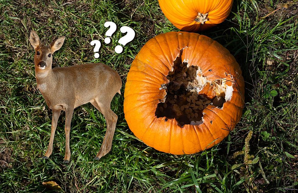 Can You Legally Feed Deer pumpkins in Michigan- or is that baiting?