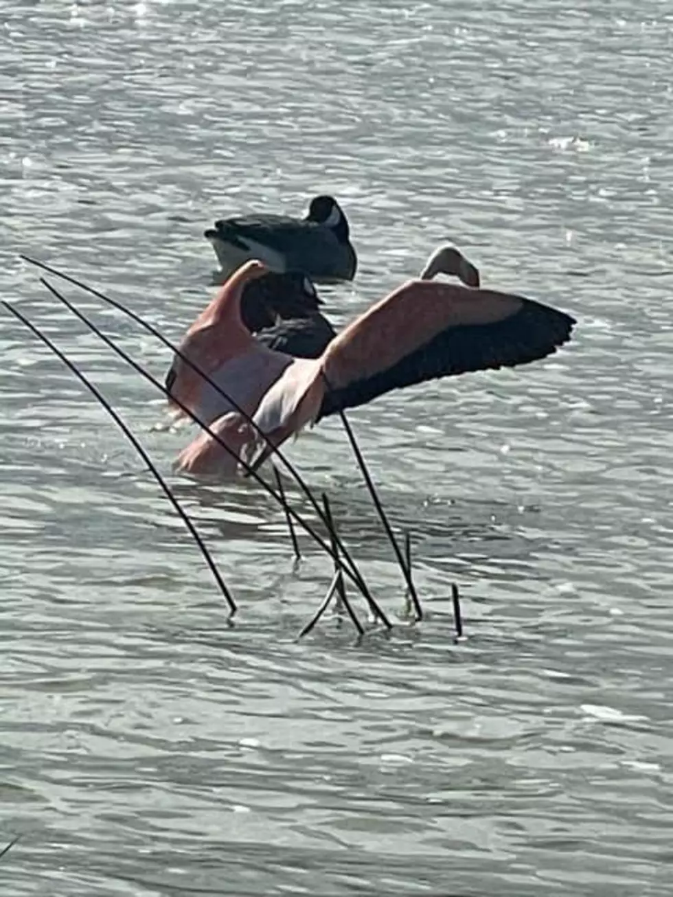 ABA Rare Bird Alert / Matthew Cummings