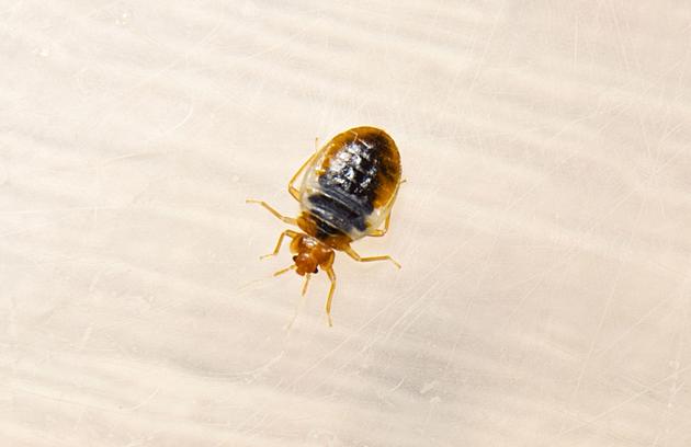 Certified Bed Bug Dogs For Indy, Louisville & Throughout IN, KY & IL