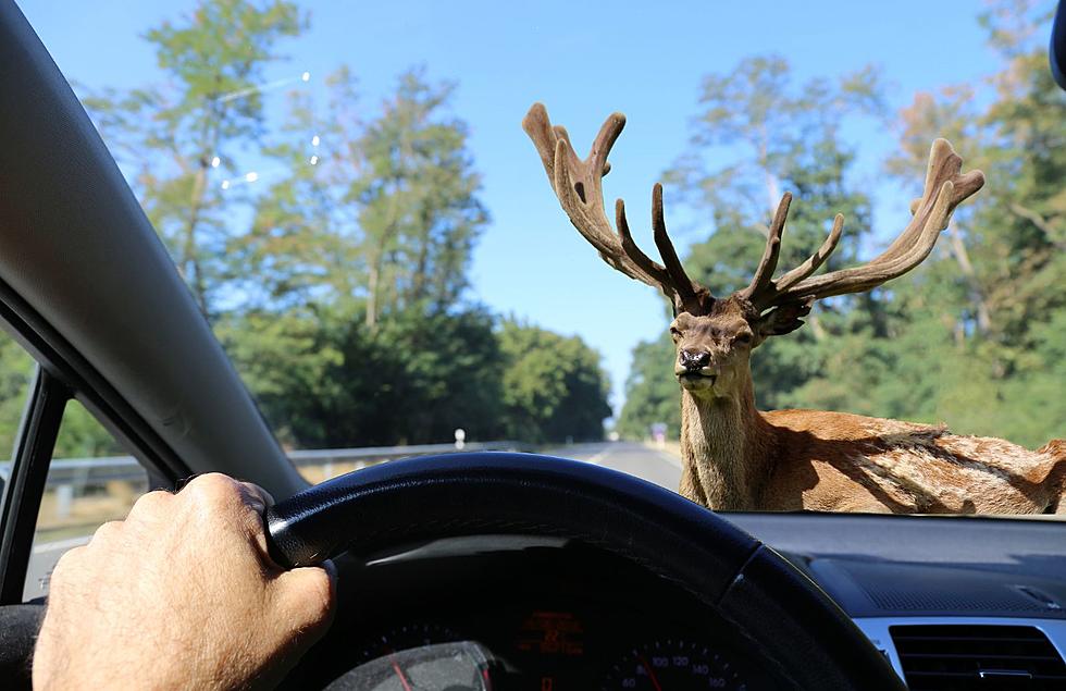 Deer Danger: 8 Things Michigan Drivers Should Do When A Deer Appears