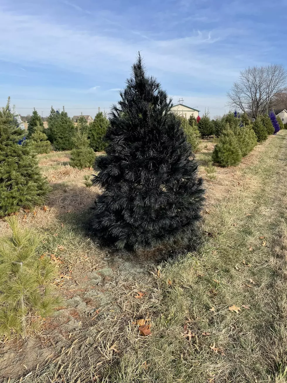 Ryan's Tree Farm via Facebook