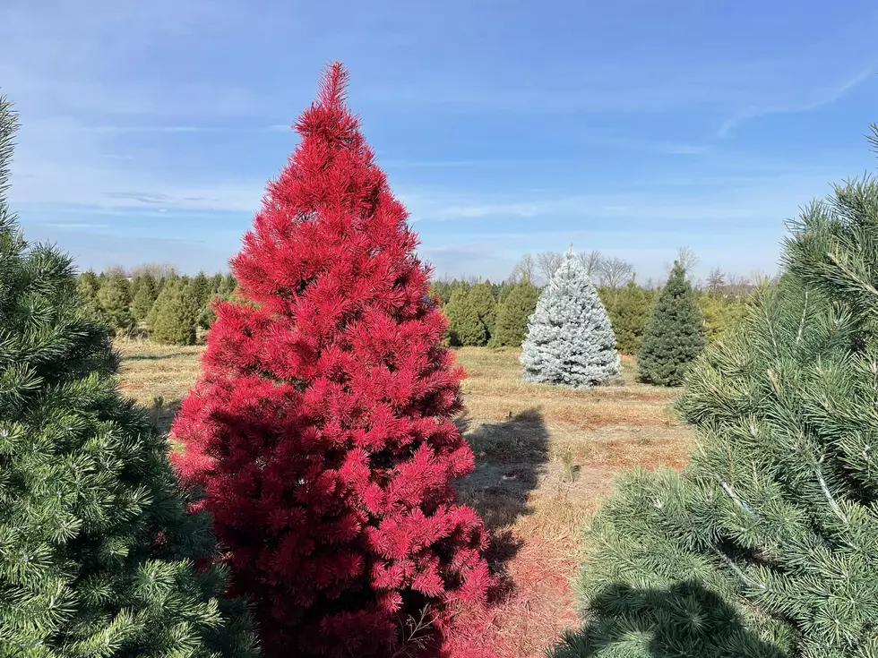 Ryan's Tree Farm via Facebook