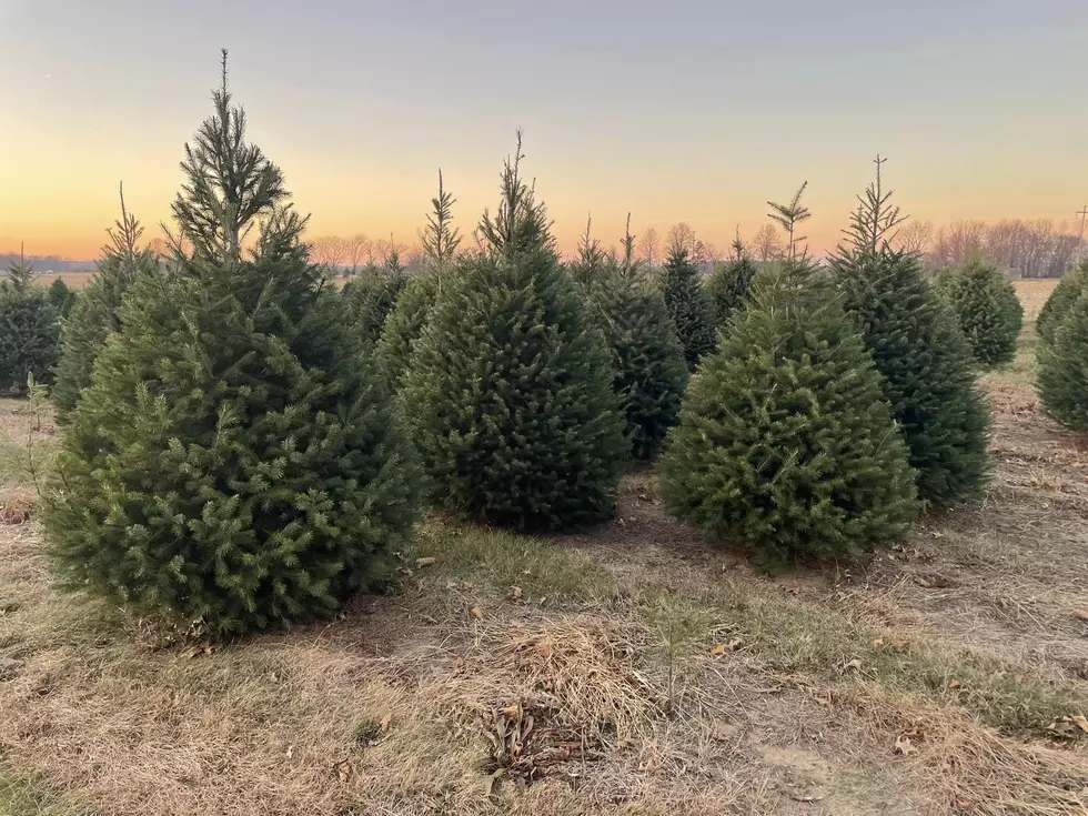 Ryan's Tree Farm via Facebook